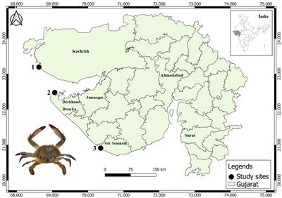 Ingestion and polymeric risk assessment of microplastic contamination in commercially important brachyuran crab Portunus sanguinolentus